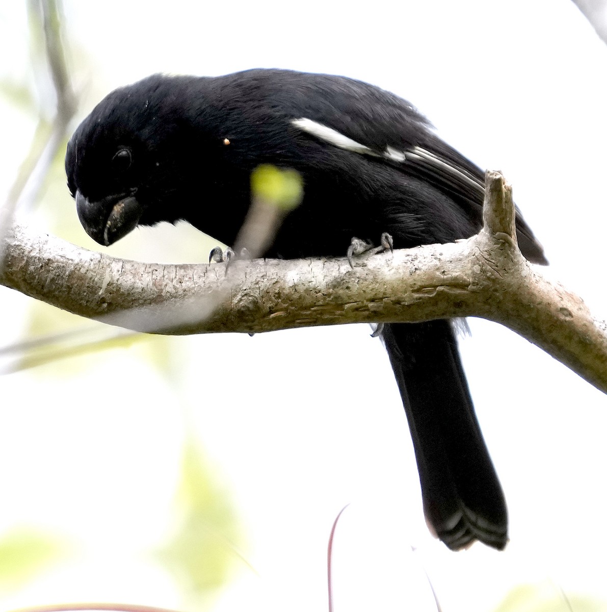 Grand Cayman Bullfinch - ML637263254