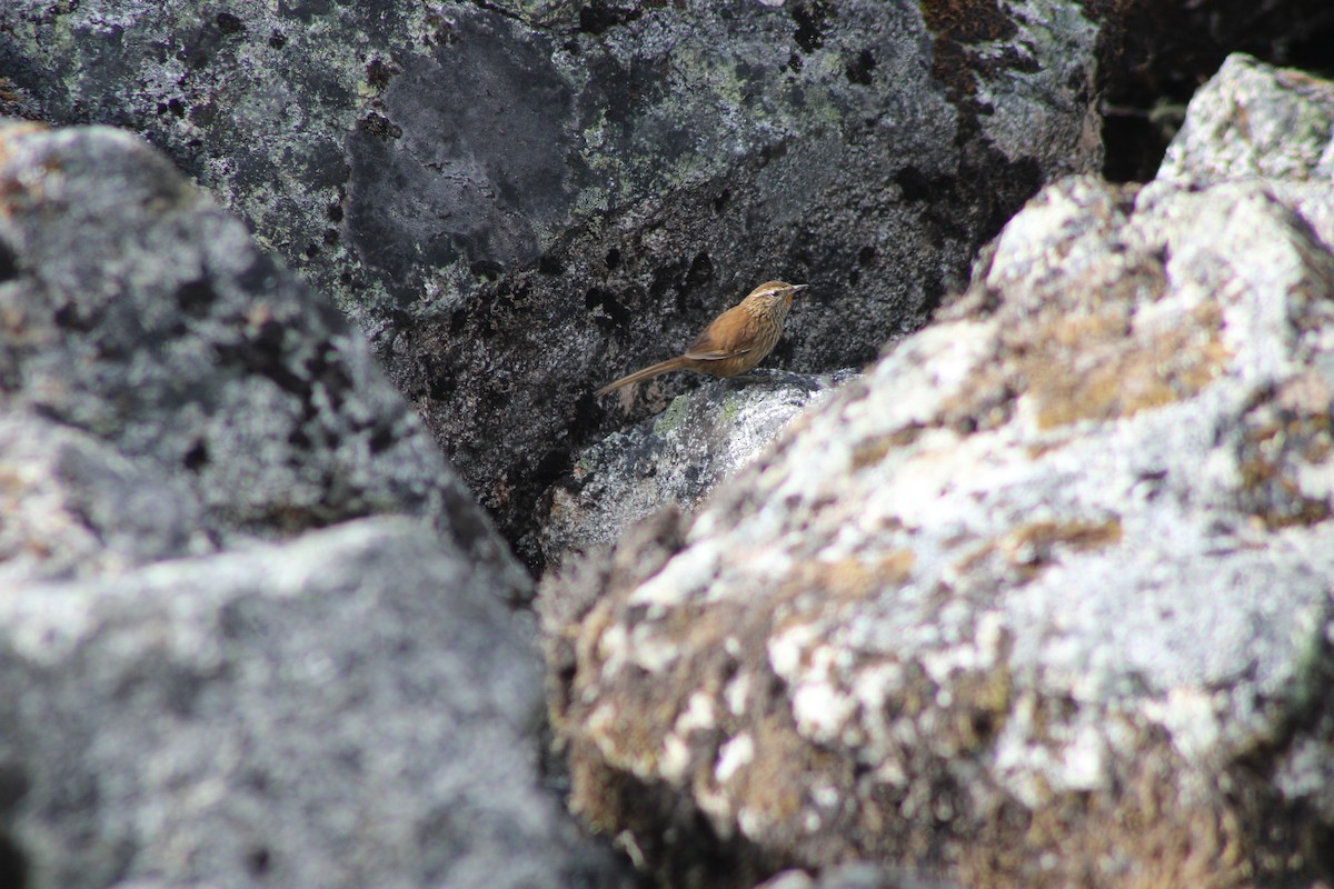 Line-fronted Canastero - ML637263264