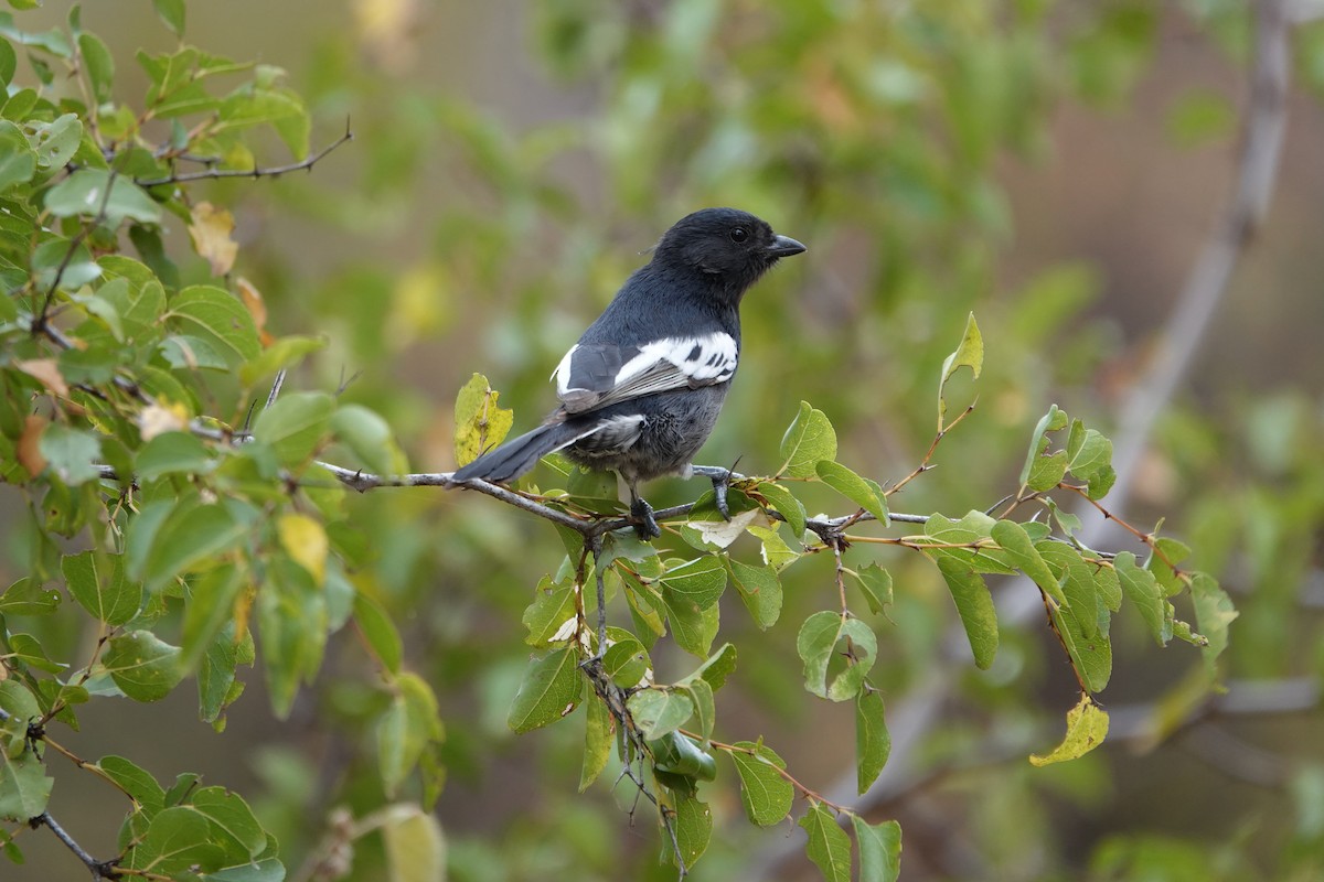 Southern Black-Tit - ML637263281