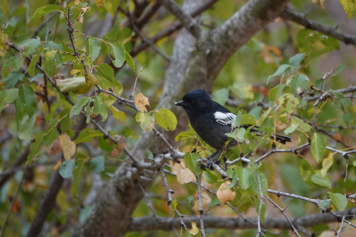 Southern Black-Tit - ML637263282