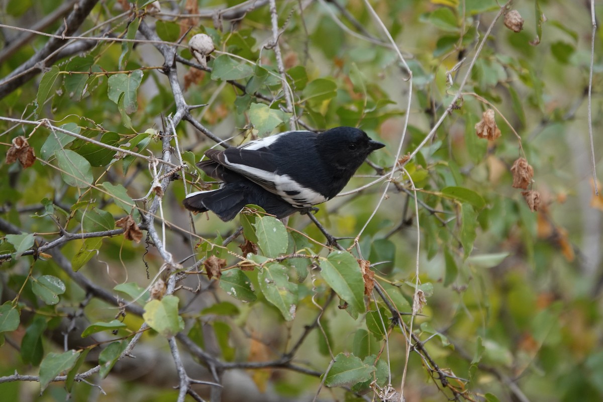 Southern Black-Tit - ML637263283