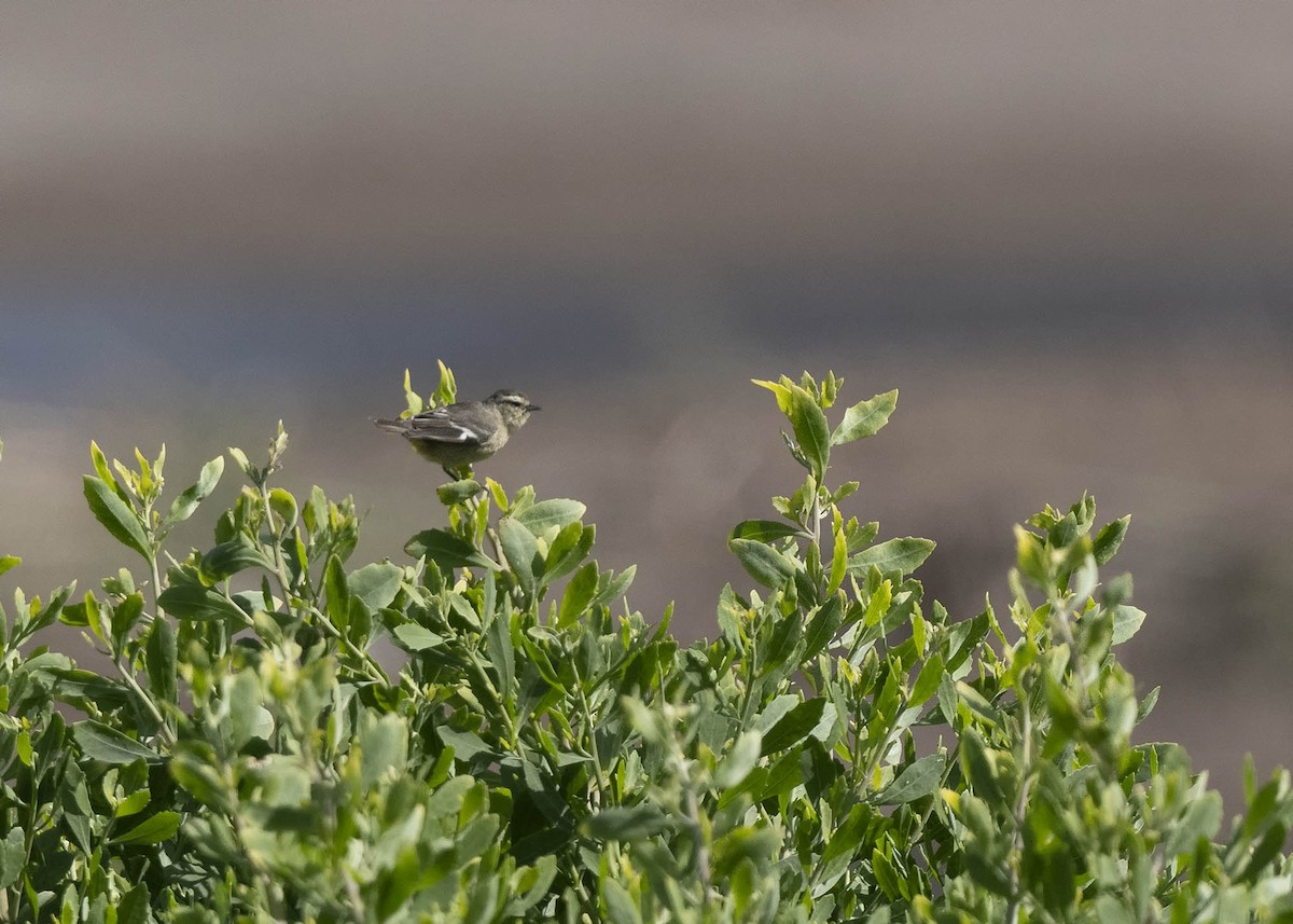 Cinereous Conebill - ML637263336