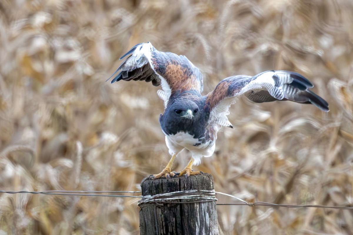 White-tailed Hawk - ML637263349
