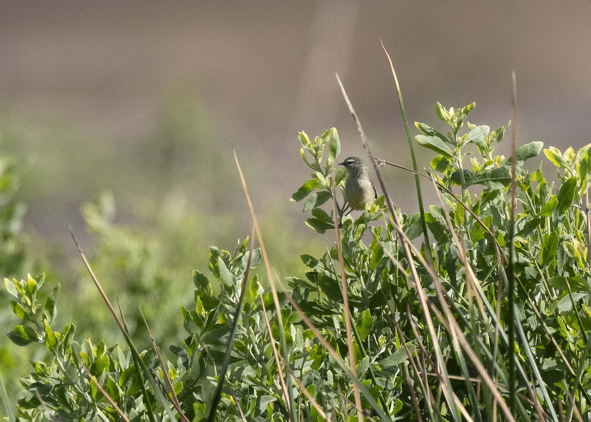 Cinereous Conebill - ML637263352