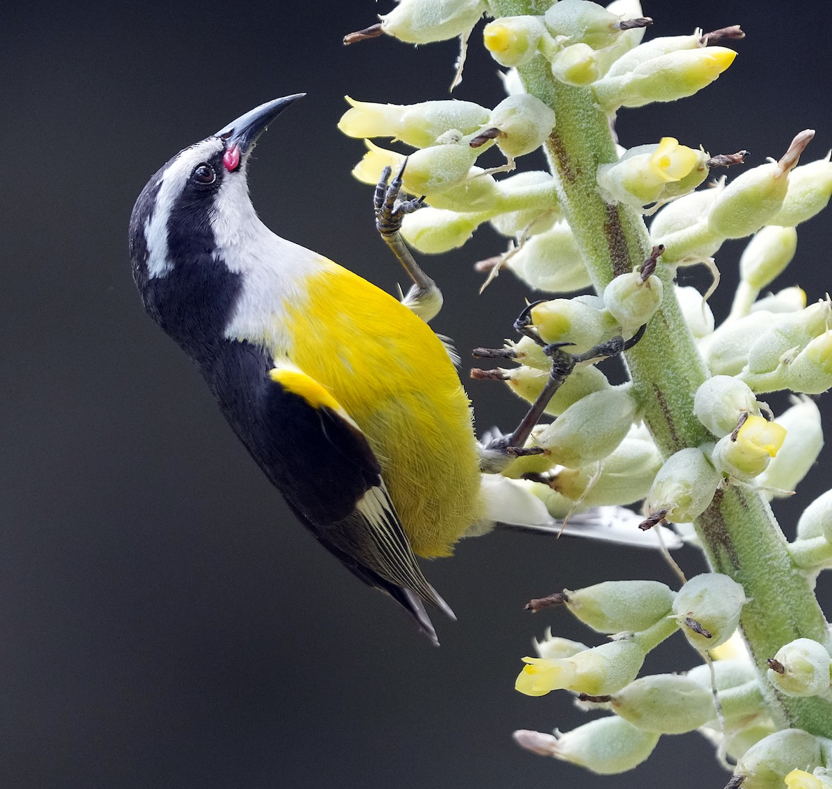 Bananaquit (Greater Antillean) - ML637263408