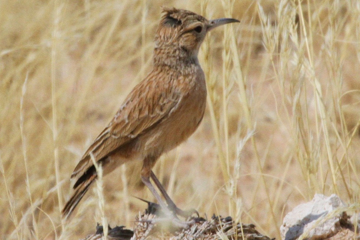 Spike-heeled Lark - ML637263427
