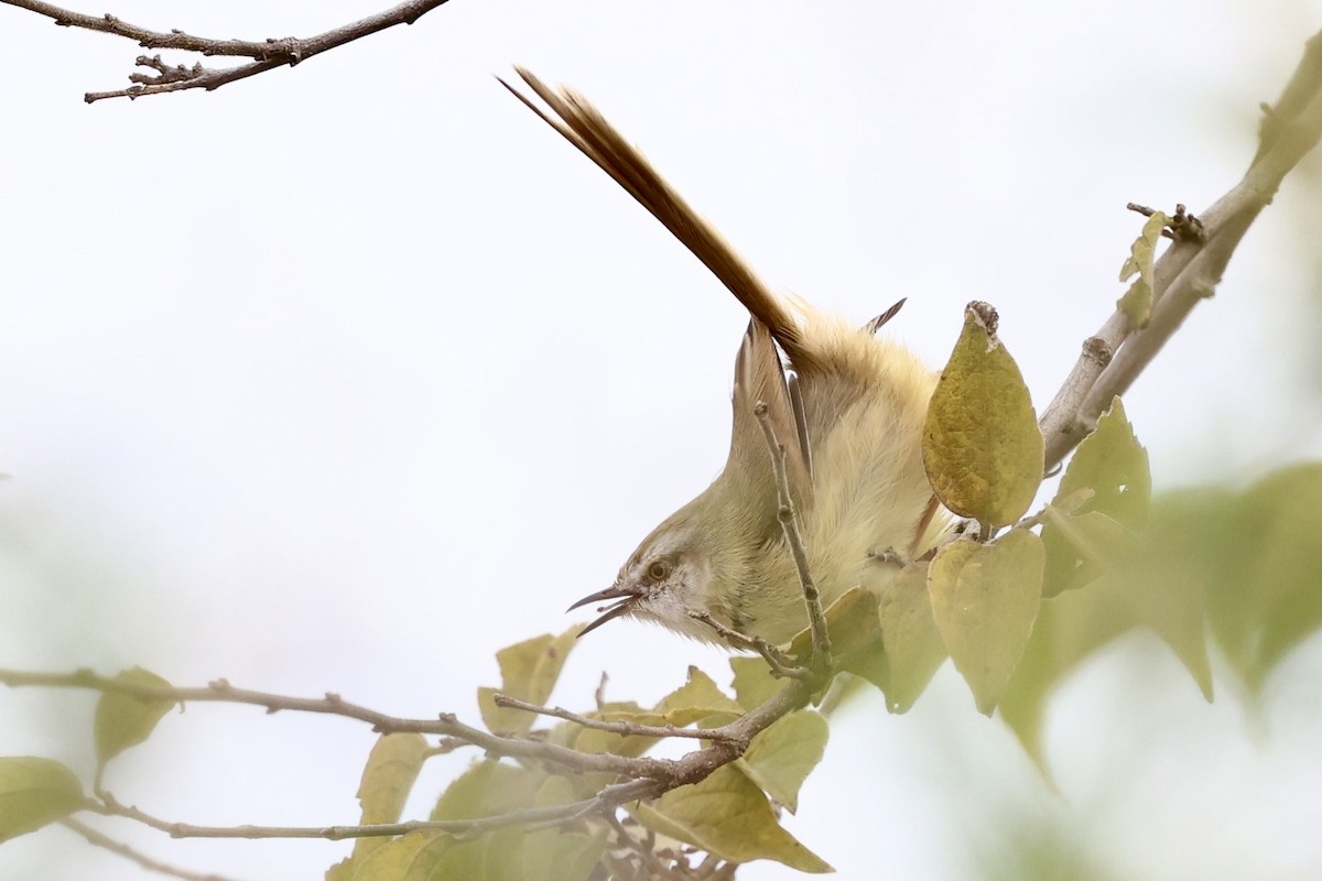 Black-chested Prinia - ML637263468