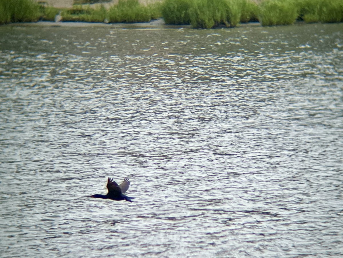Double-crested Cormorant - ML637263503