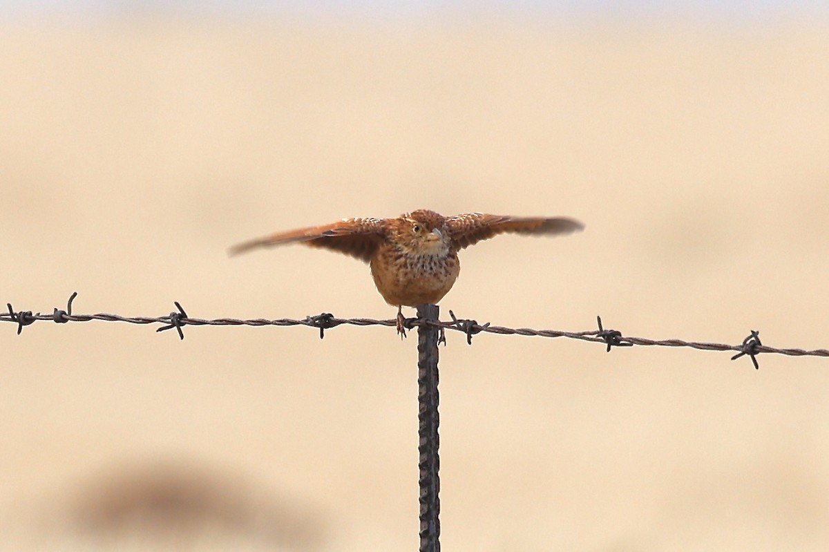 Eastern Clapper Lark - ML637263558