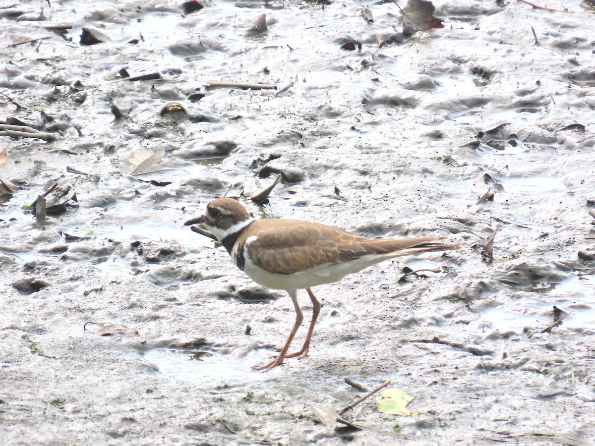 Killdeer - ML637263647