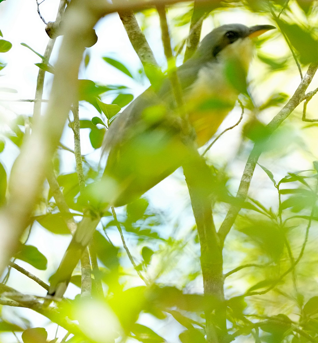 Mangrove Cuckoo - ML637263667