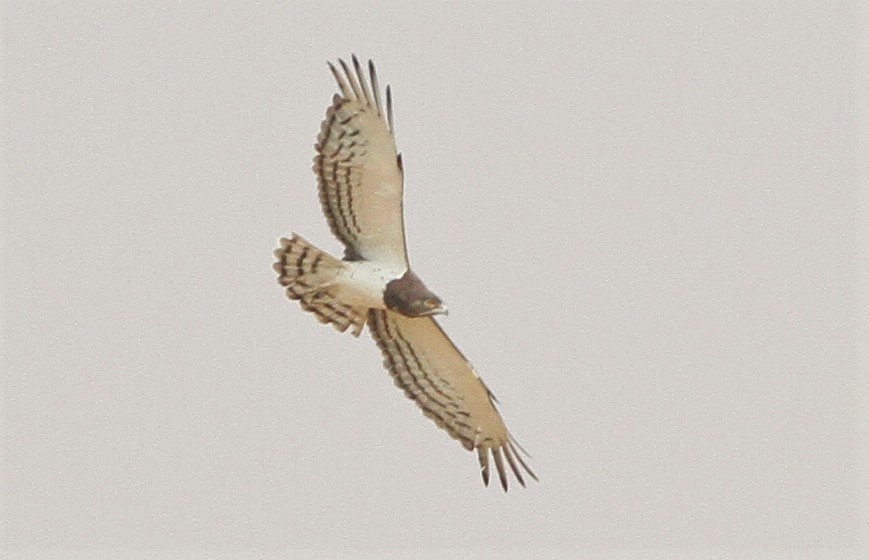 Black-chested Snake-Eagle - ML637263717