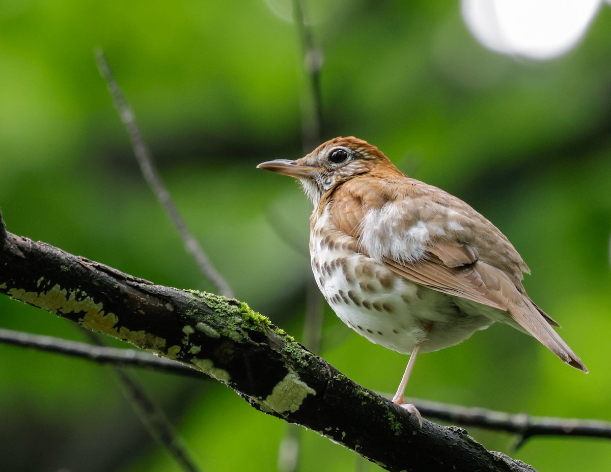 Wood Thrush - ML637263728