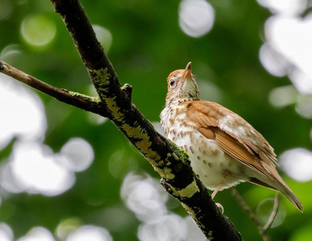 Wood Thrush - ML637263745