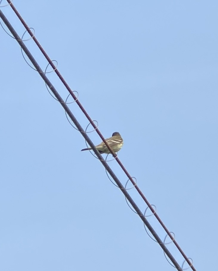 Willow Flycatcher - ML637263836