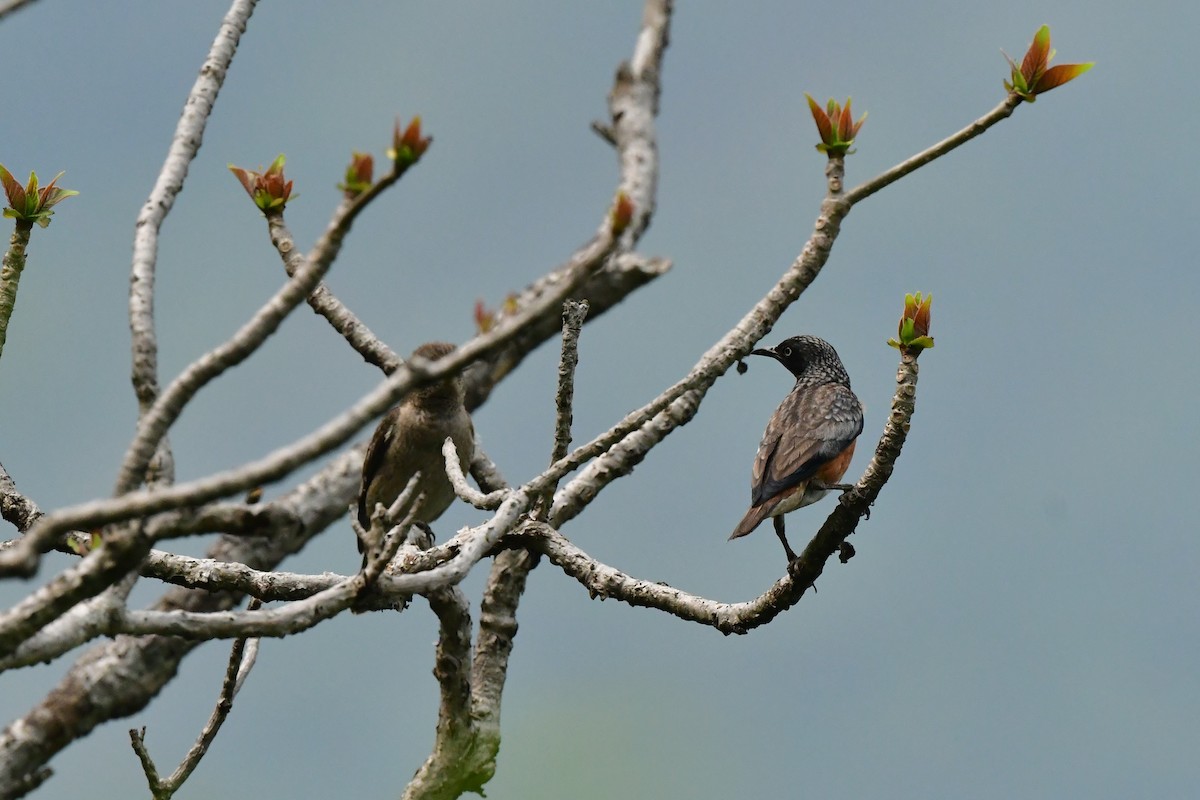 Spot-winged Starling - ML637263868