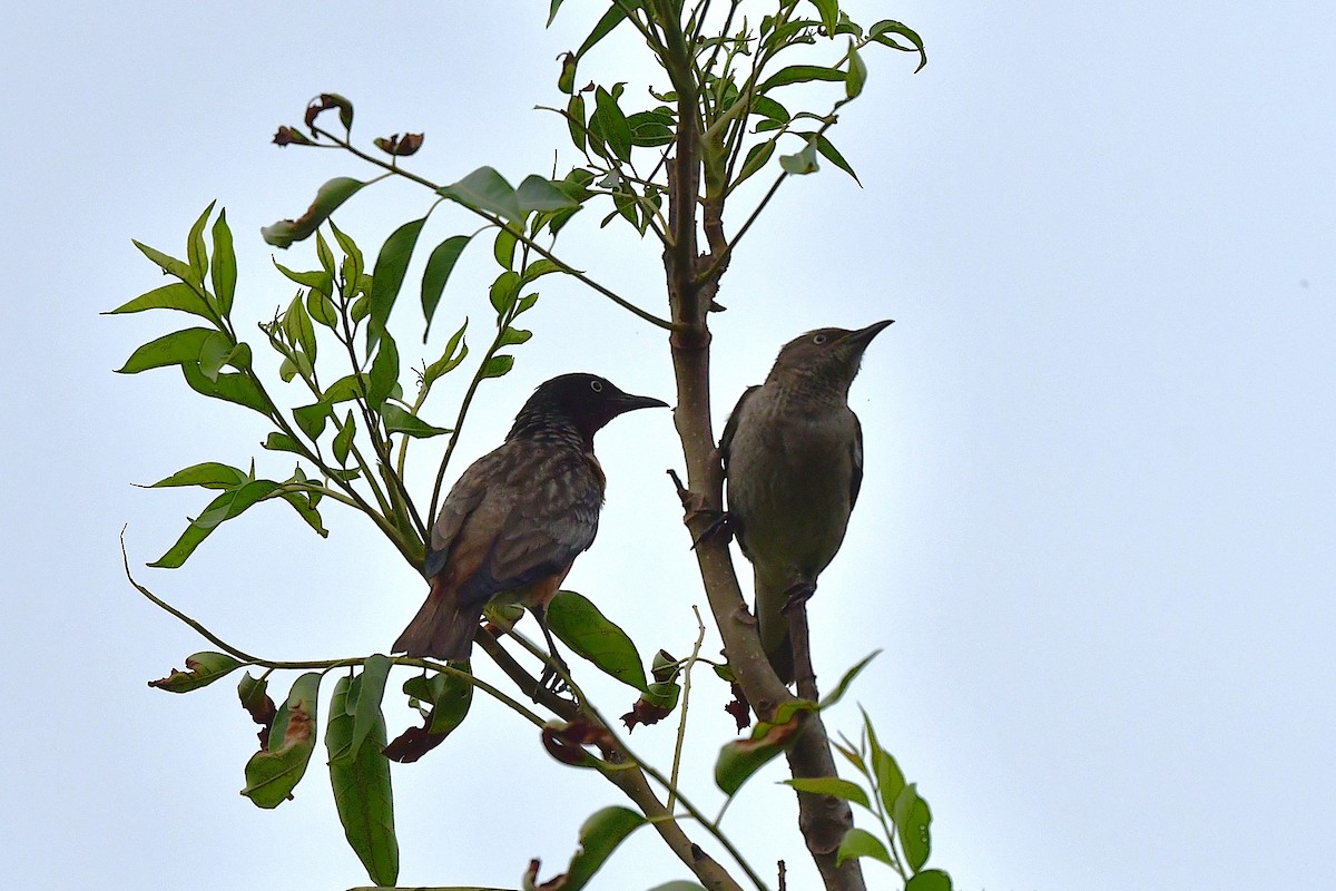 Spot-winged Starling - ML637263869