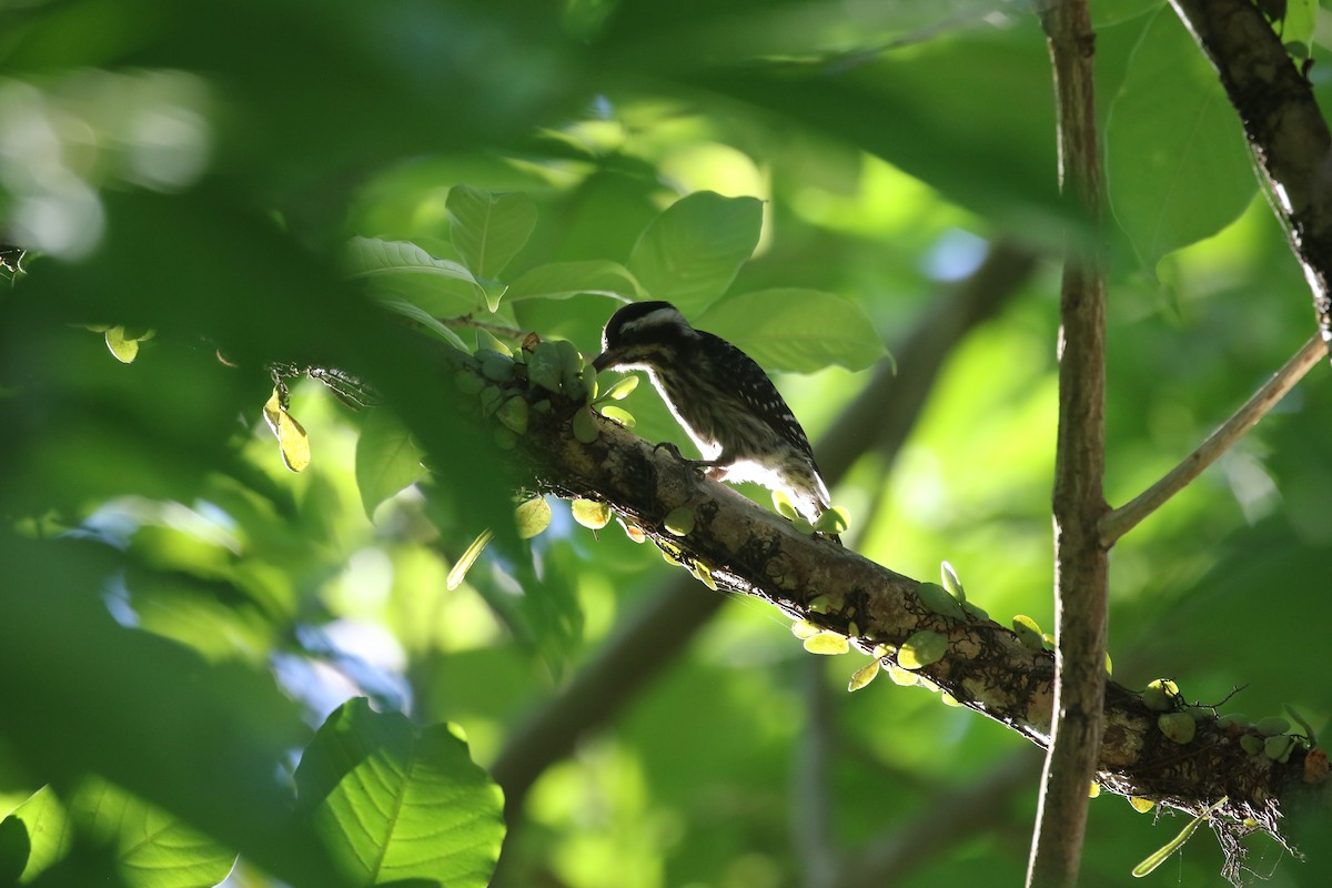 Sunda Pygmy Woodpecker - ML637263914