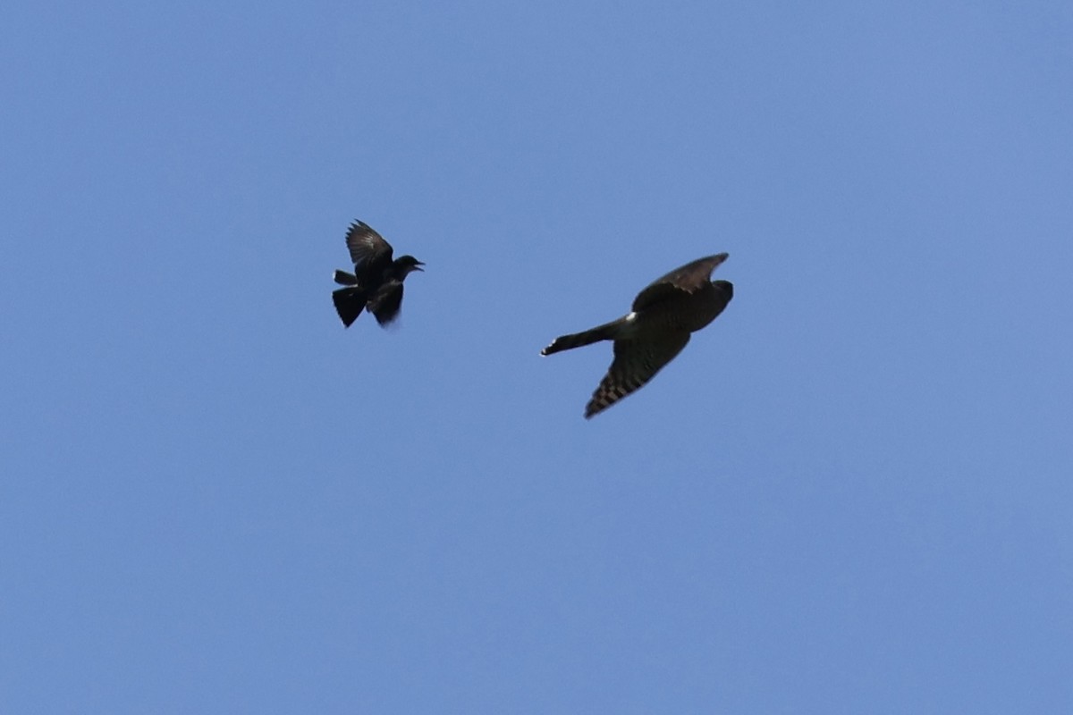 Cooper's Hawk - ML637263959