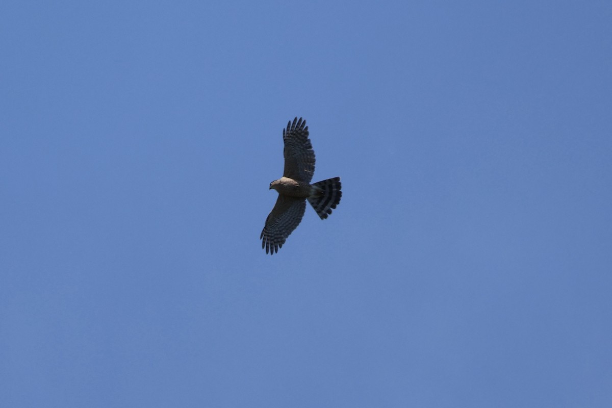 Cooper's Hawk - ML637263962