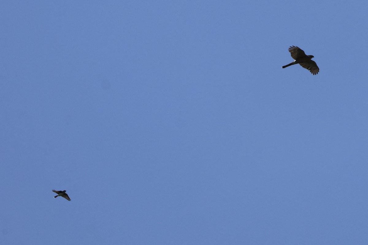 Cooper's Hawk - ML637263963