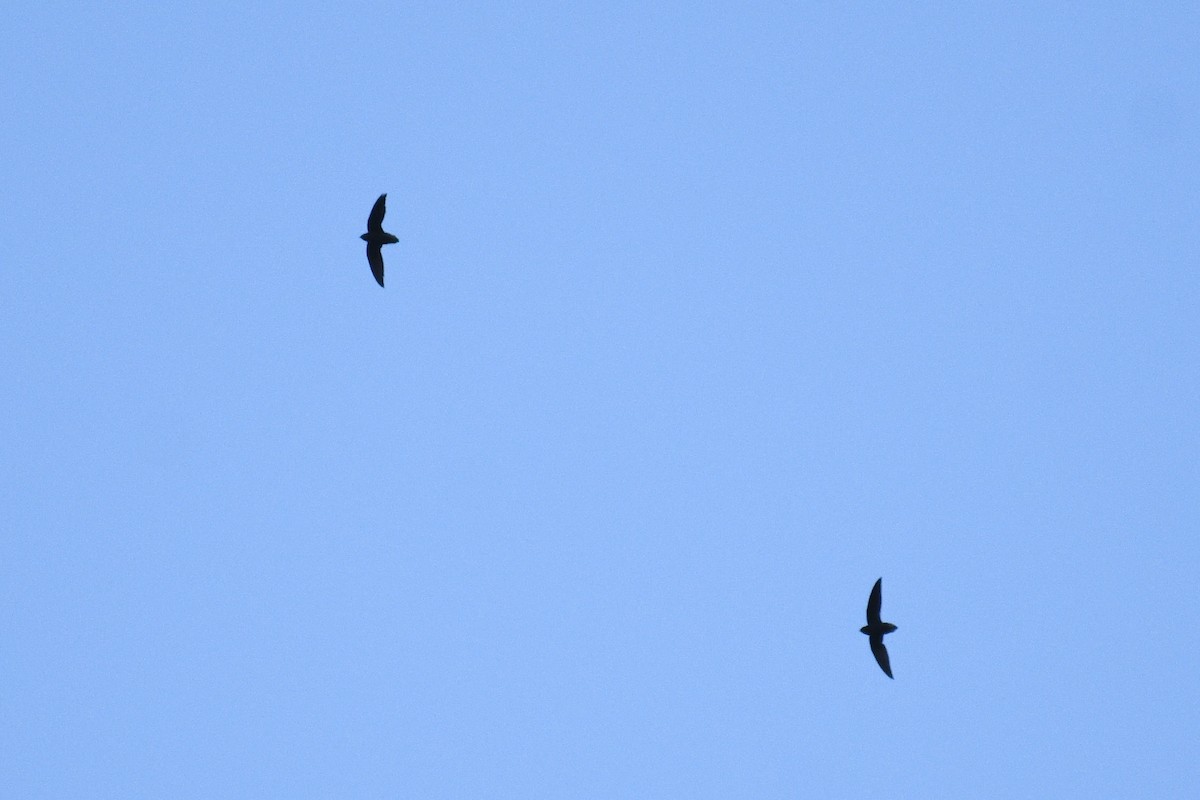 Short-tailed Swift - ML637263994