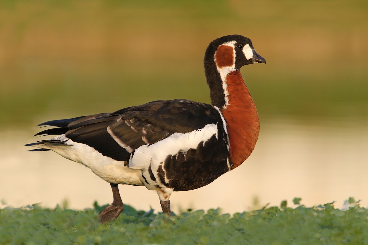 Red-breasted Goose - Christoph Moning