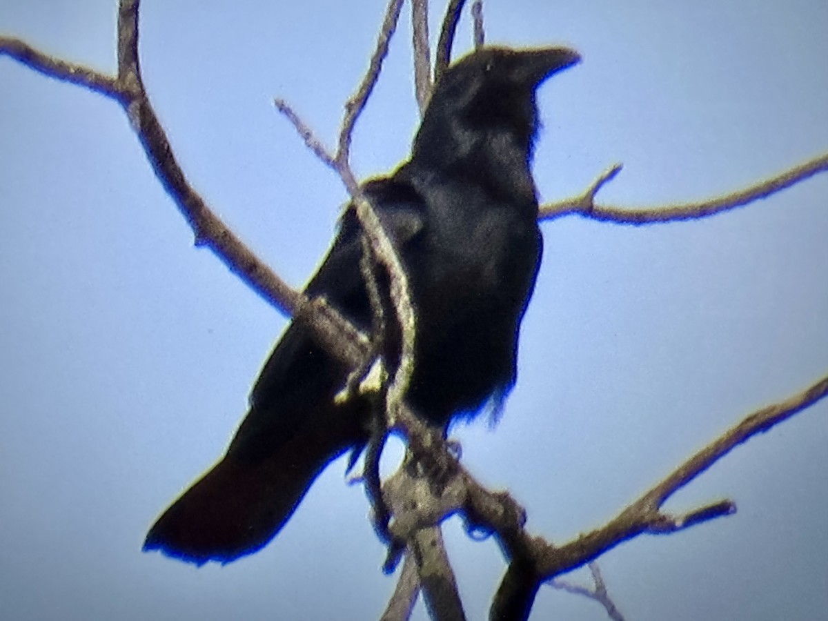 Fish Crow - ML637264022