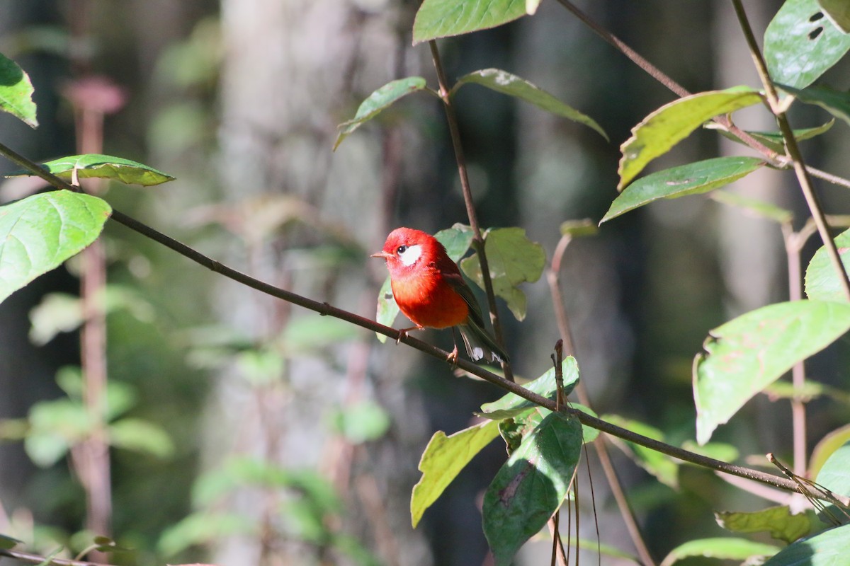 Red Warbler - ML637264088