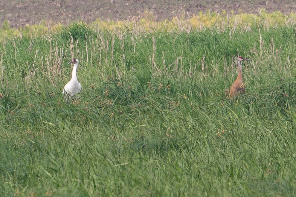 Whooping Crane - ML637264136