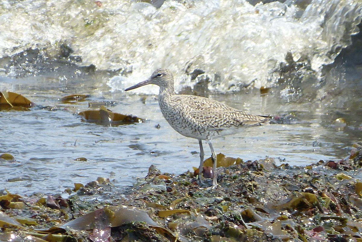 בבואן קרום-אצבעות - ML637264216
