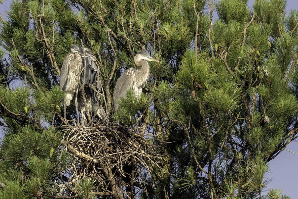 Great Blue Heron - ML637264230