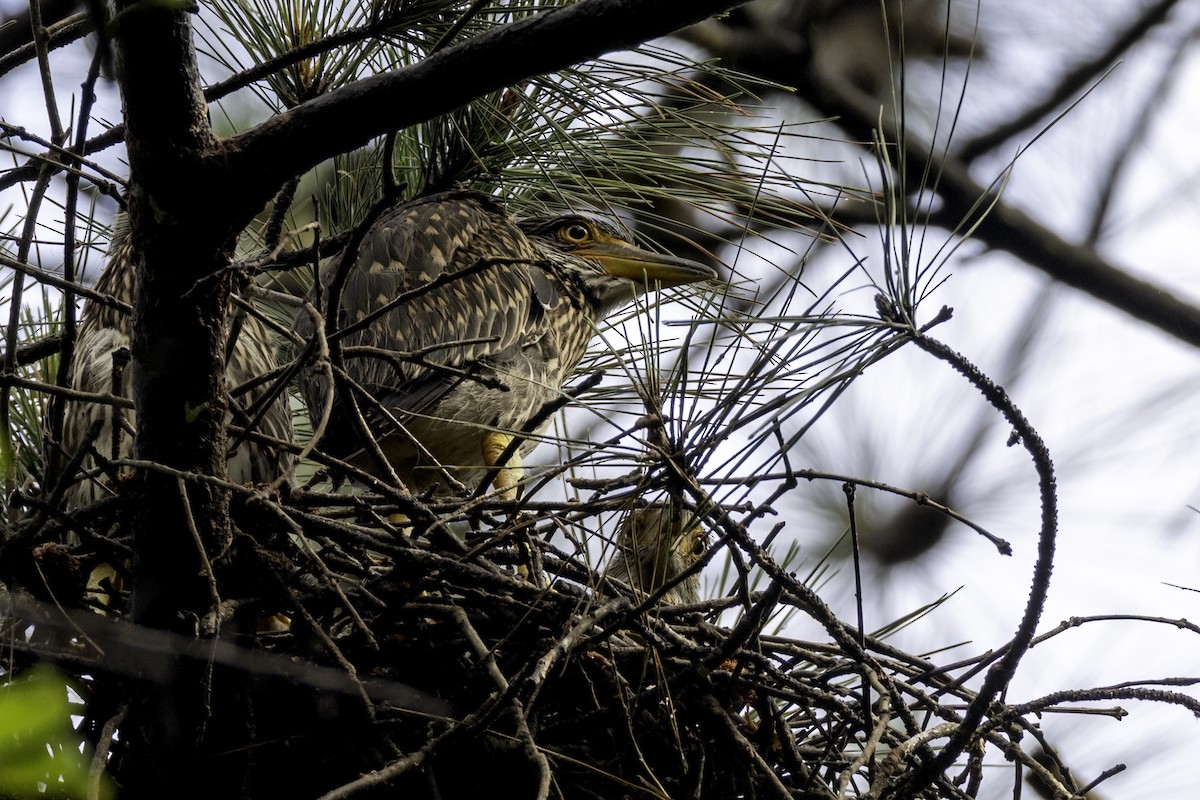 Yellow-crowned Night Heron - ML637264235
