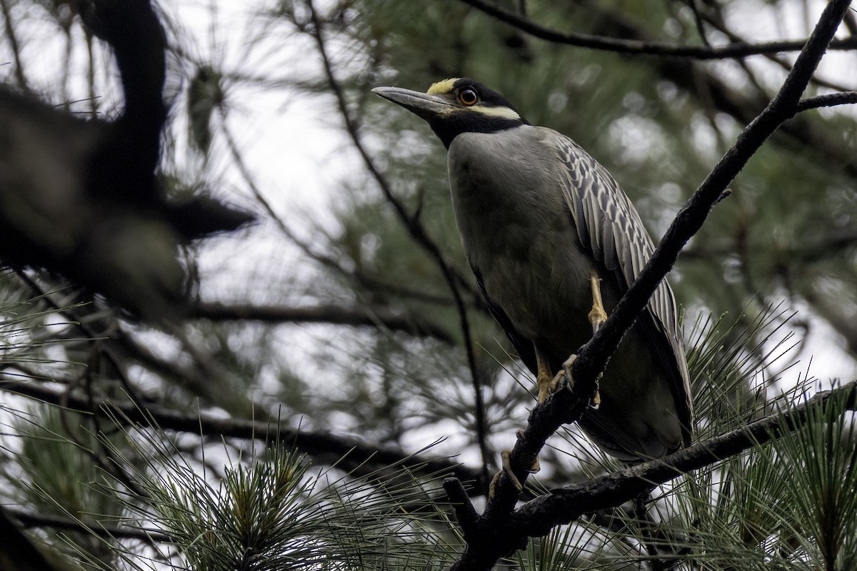 Yellow-crowned Night Heron - ML637264236