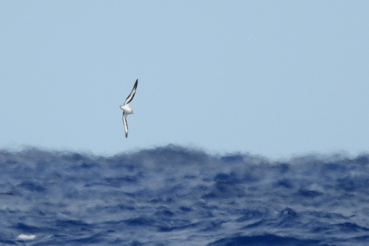 Bermuda Petrel - ML637264239