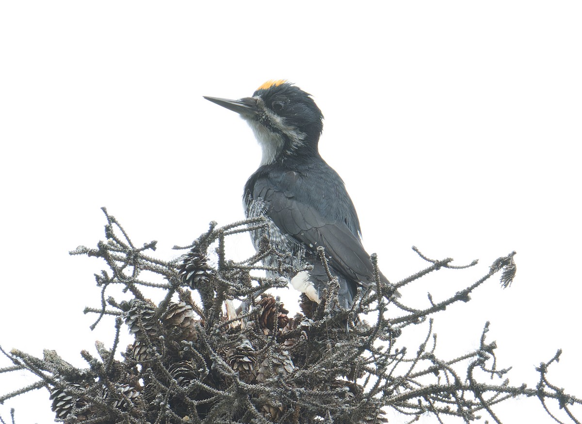 Black-backed Woodpecker - ML637264241