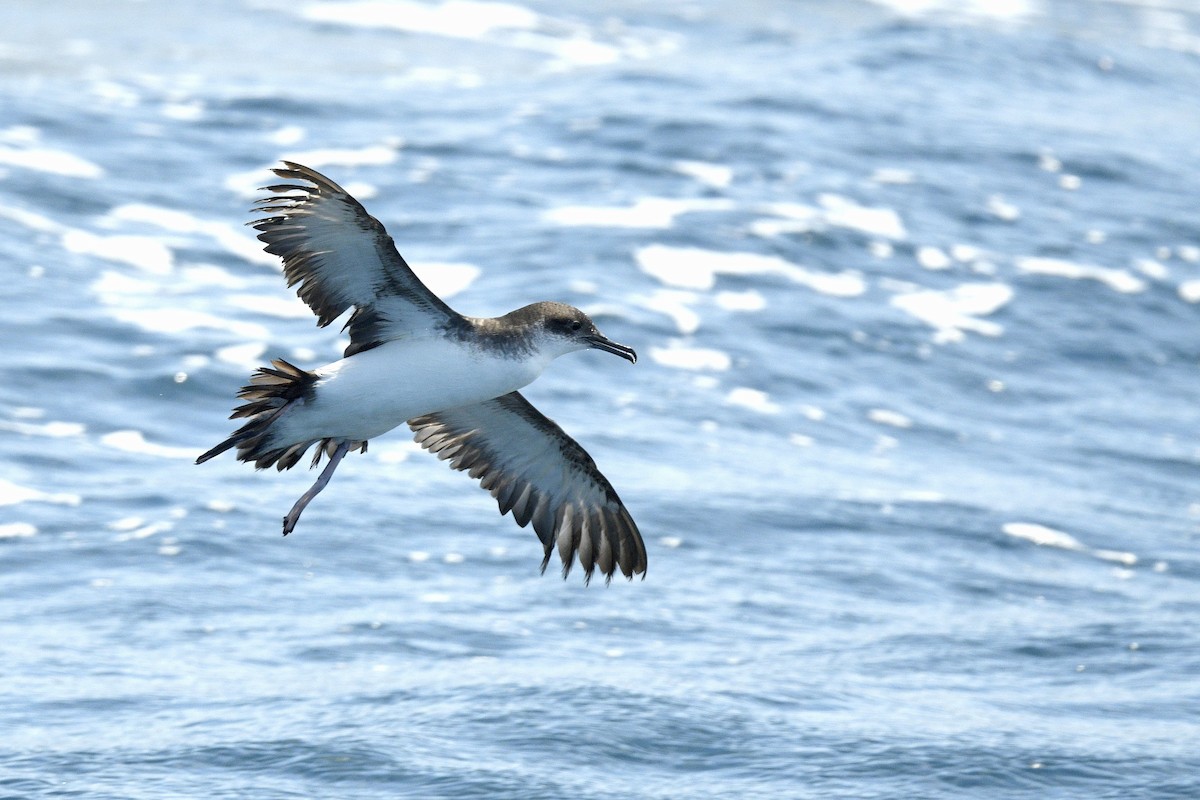 Manx Shearwater - ML637264264