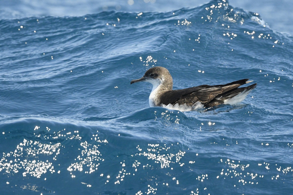 Manx Shearwater - ML637264266