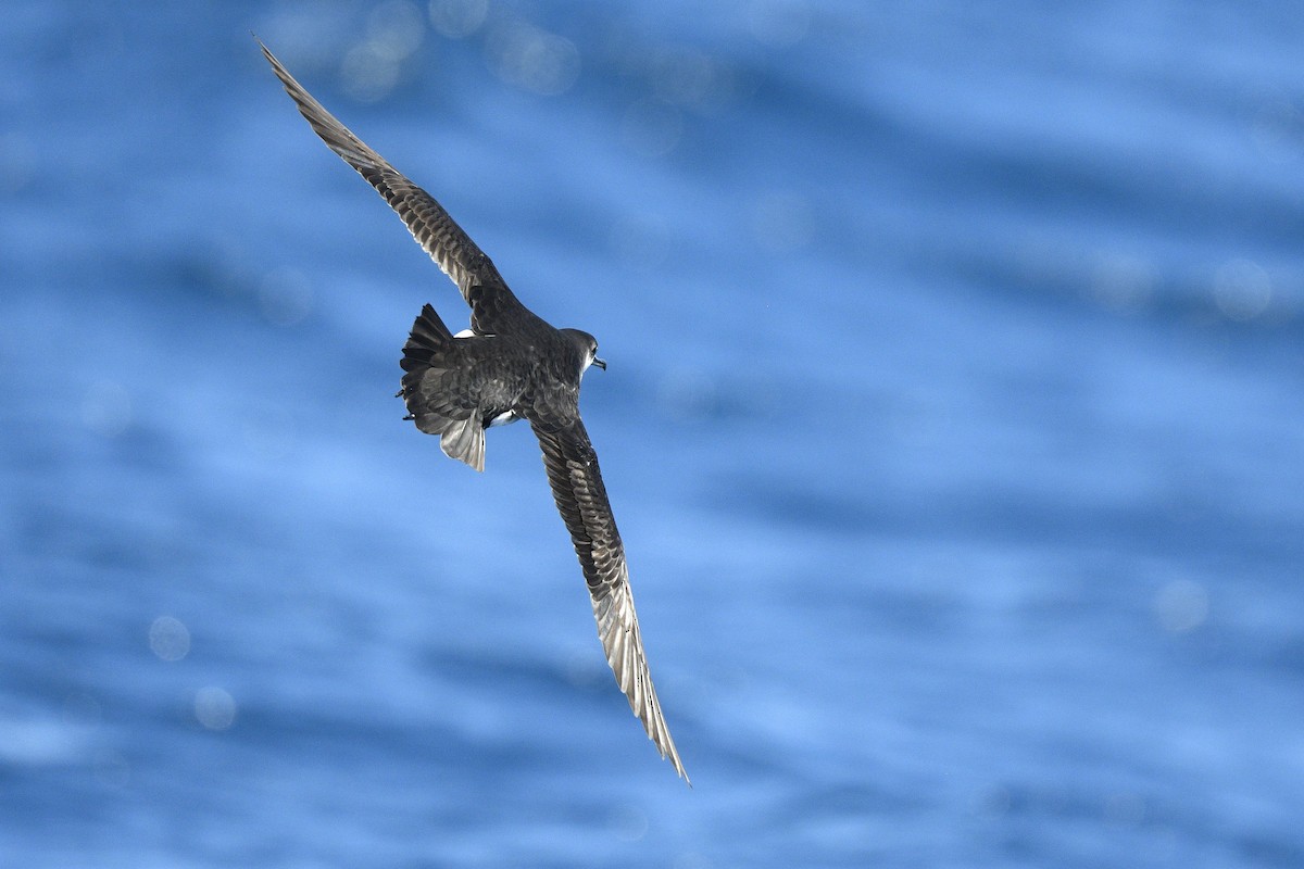 Manx Shearwater - ML637264268