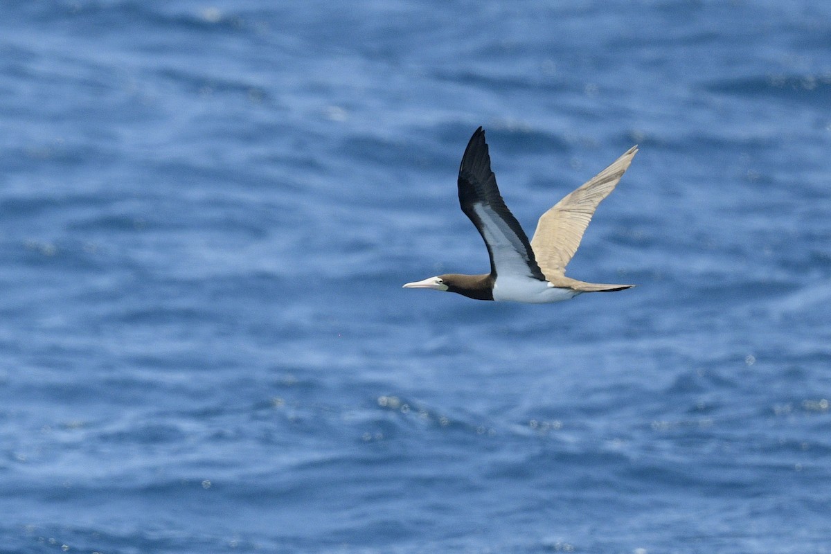 Brown Booby (Atlantic) - ML637264297