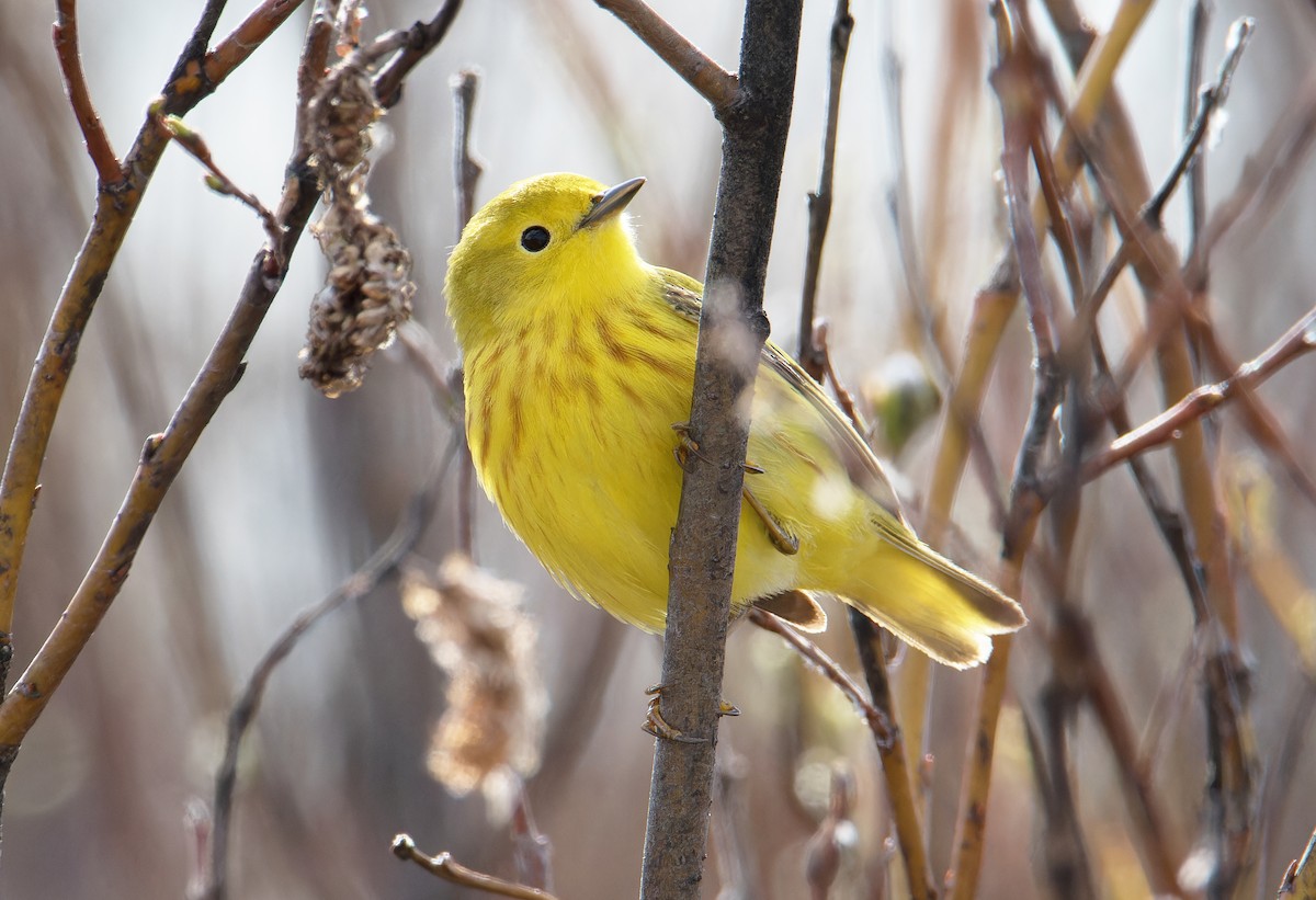 Yellow Warbler - ML637264343