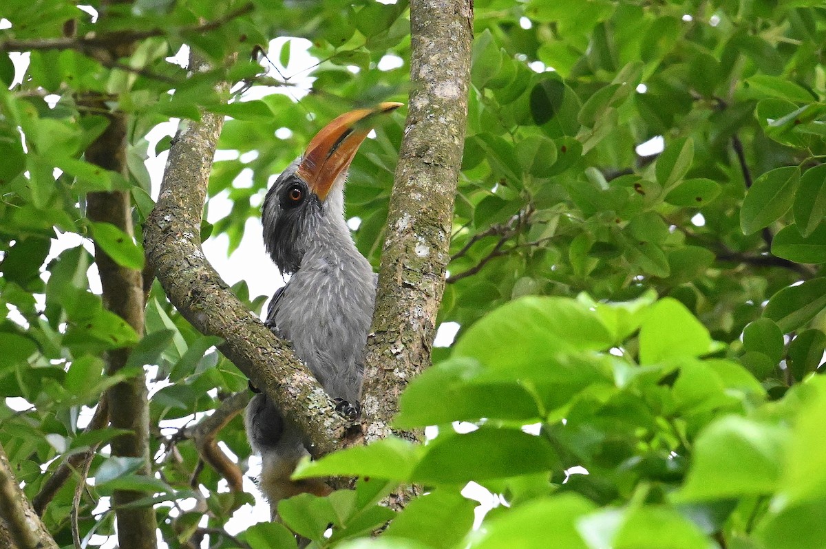 Malabar Gray Hornbill - ML637264347