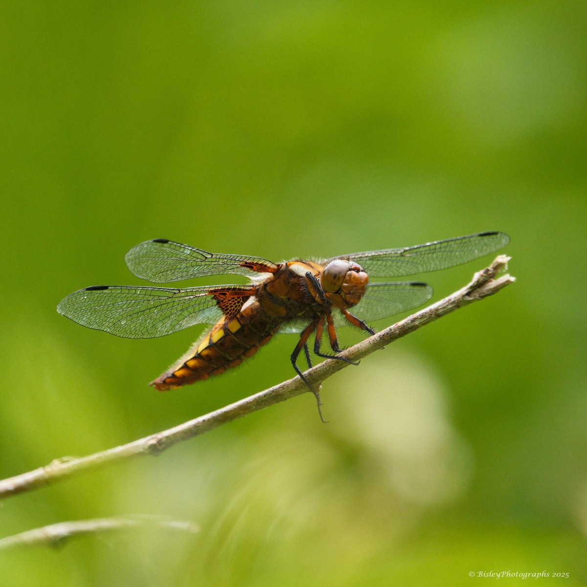 Broad-bodied Chaser - ML637264351