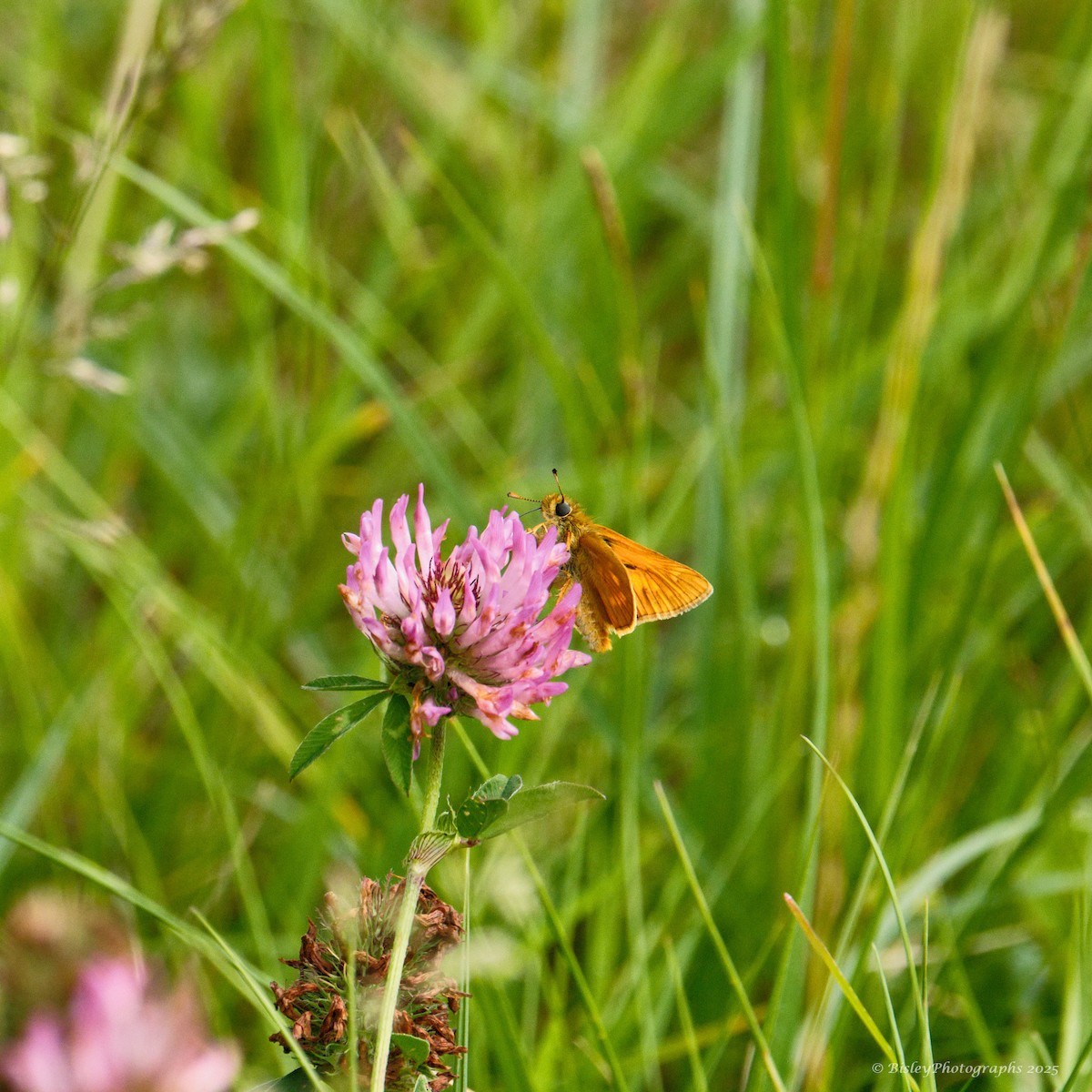 Large Skipper - ML637264354