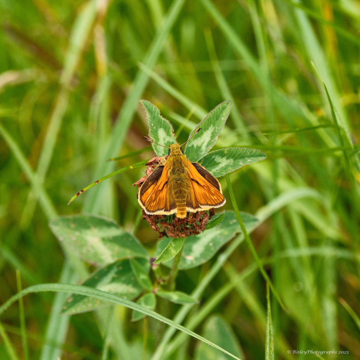 Large Skipper - ML637264355