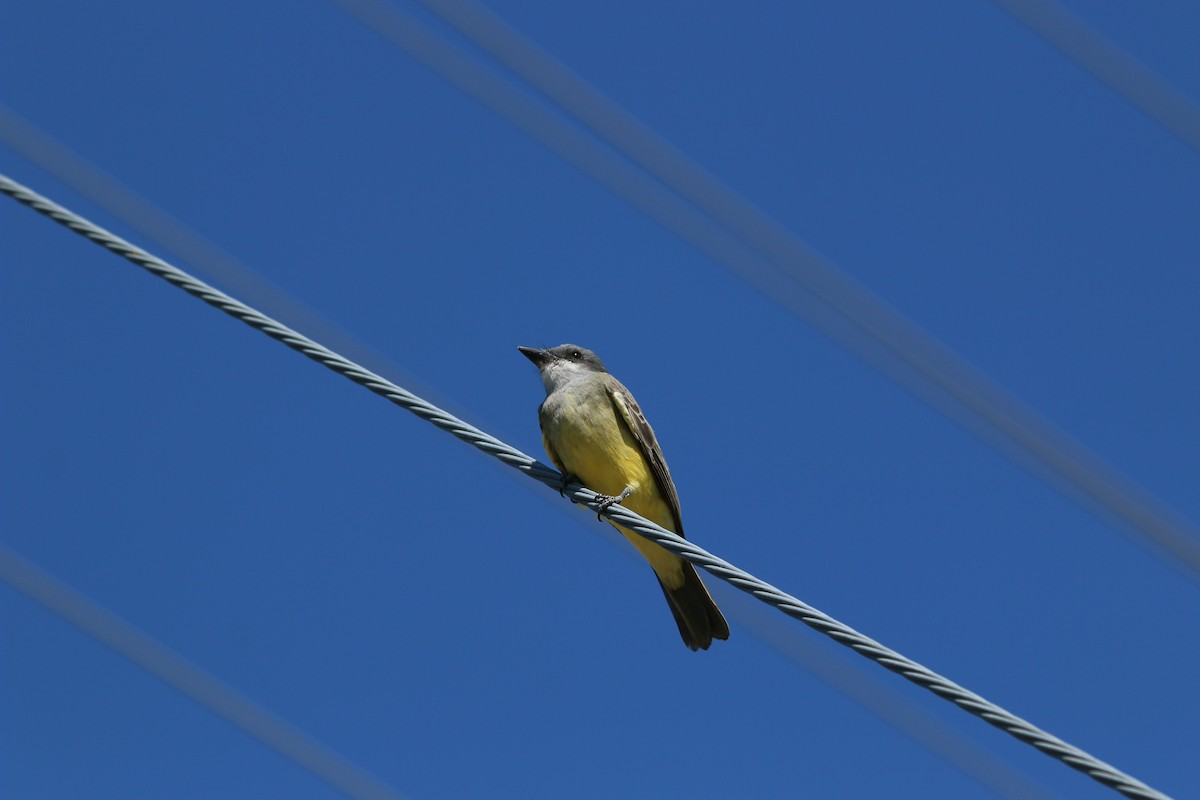 Cassin's Kingbird - ML637264398
