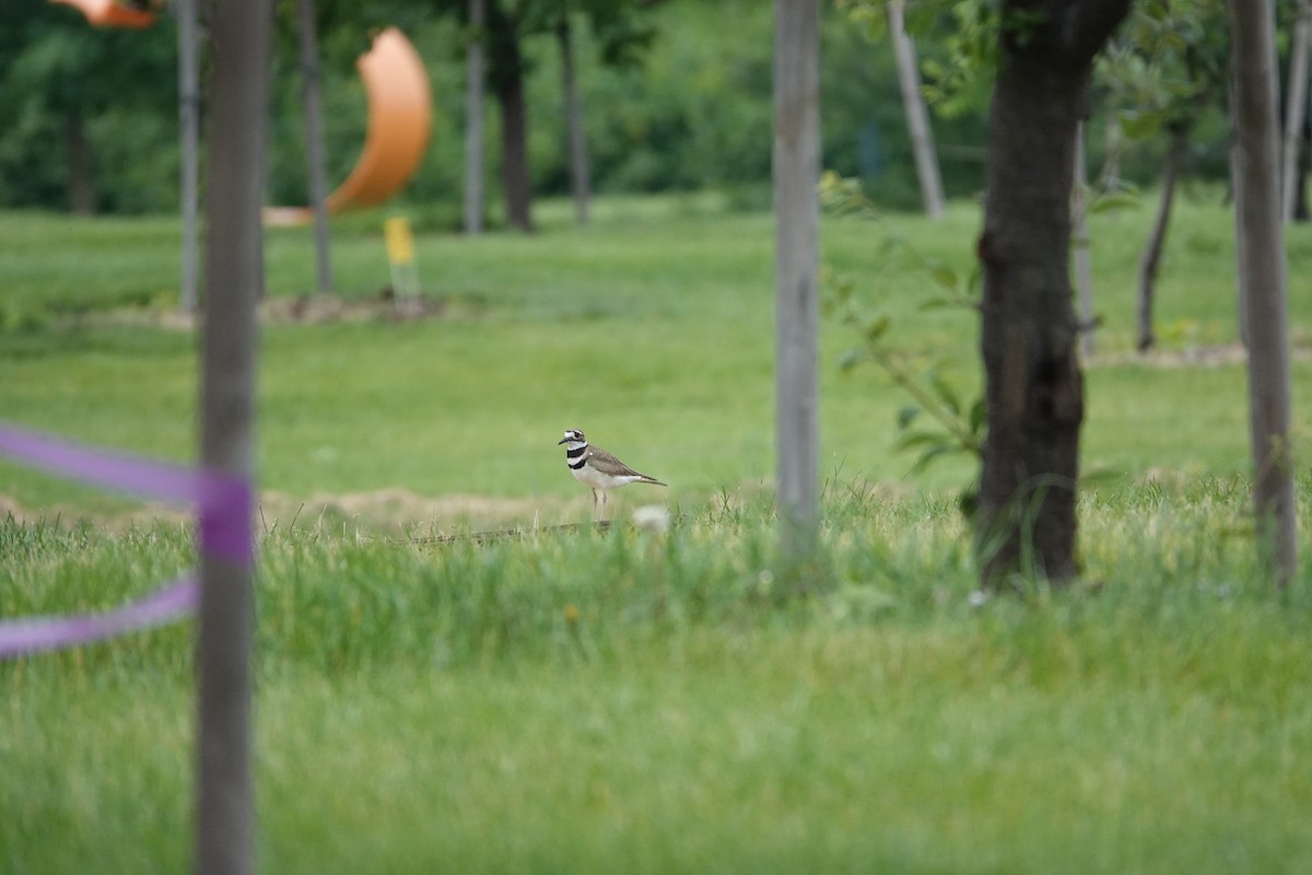 Killdeer - ML637264407