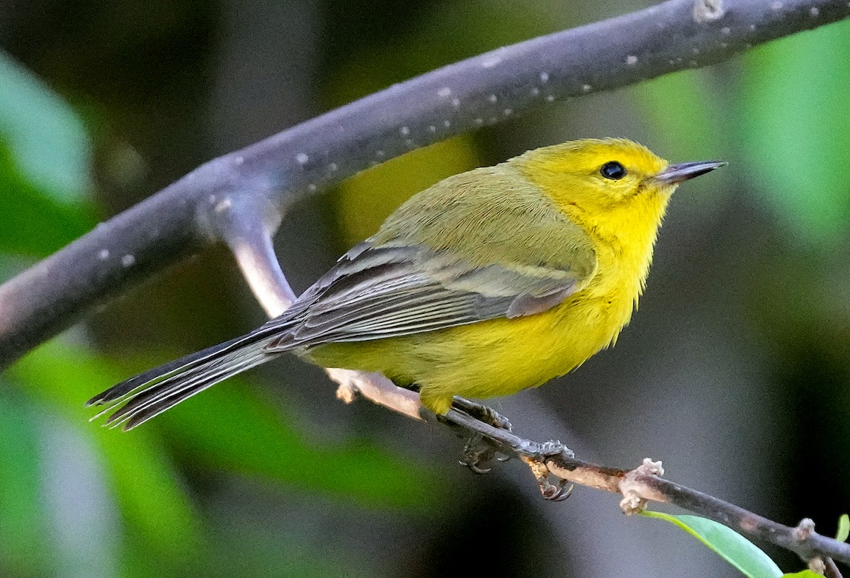 Vitelline Warbler - ML637264437