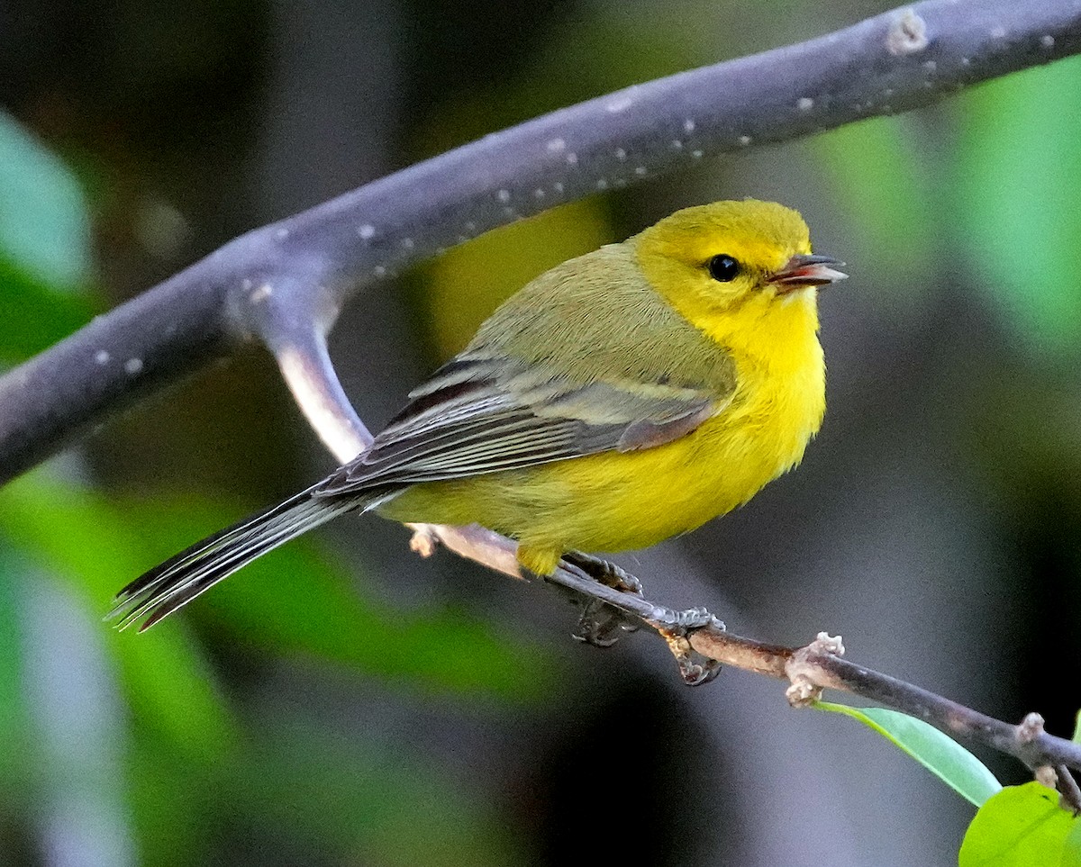 Vitelline Warbler - ML637264438