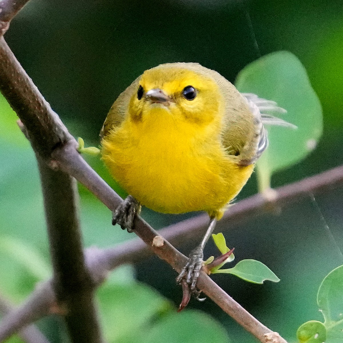 Vitelline Warbler - ML637264439